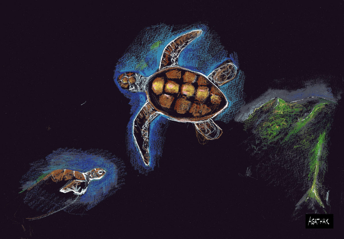 Les petites tortues
